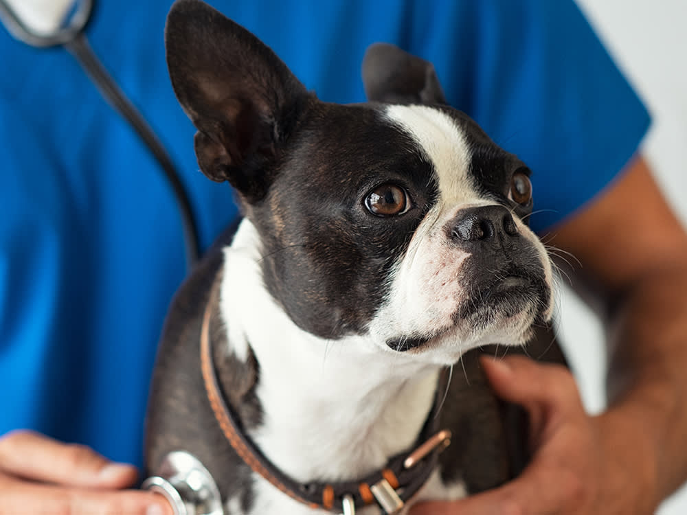 Your Vet Bill Has More Give Than You Think: 11 Ways to Lower It