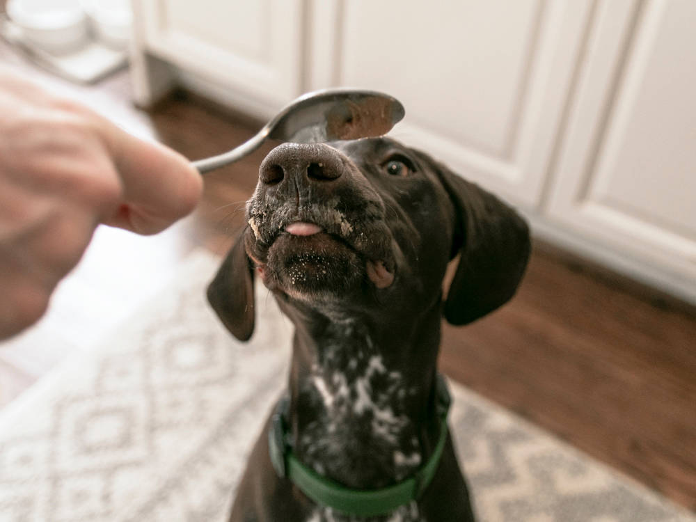 Make Your Dog's Peanut Butter at Home, and Skip the Ingredient That Can Kill