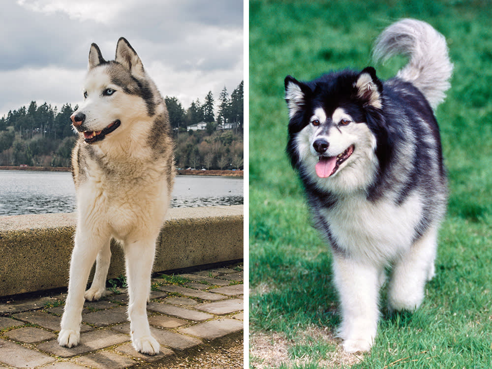 Malamute or Husky? One of Them Will Redecorate Your House Faster
