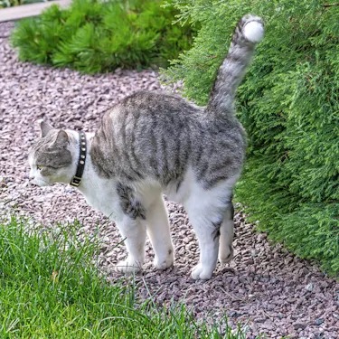 Your Male Cat Isn't Being Spiteful. He's Leaving You a Note.