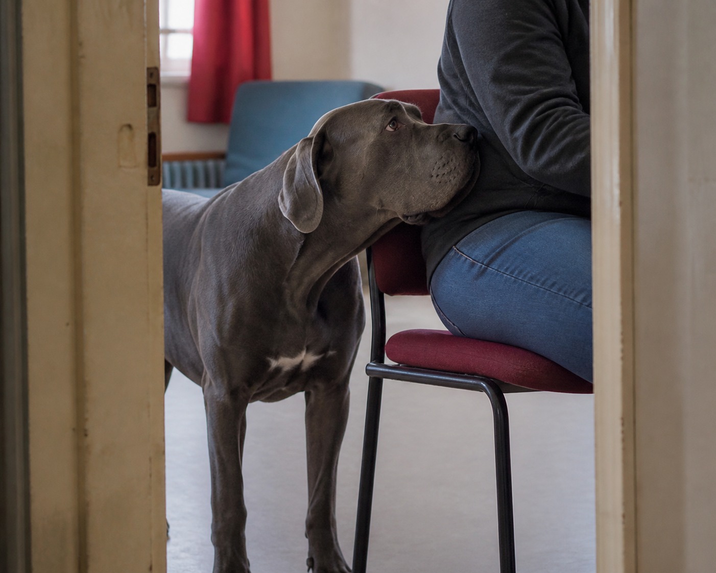 The Hero Dog Who Smelled His Owner's Cancer Before the Doctors Did