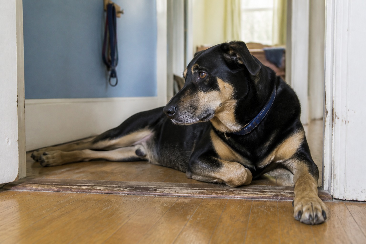 You'd Expect Giant Breeds to Get the Most Cancer. A Big Study Says It's the Middle.