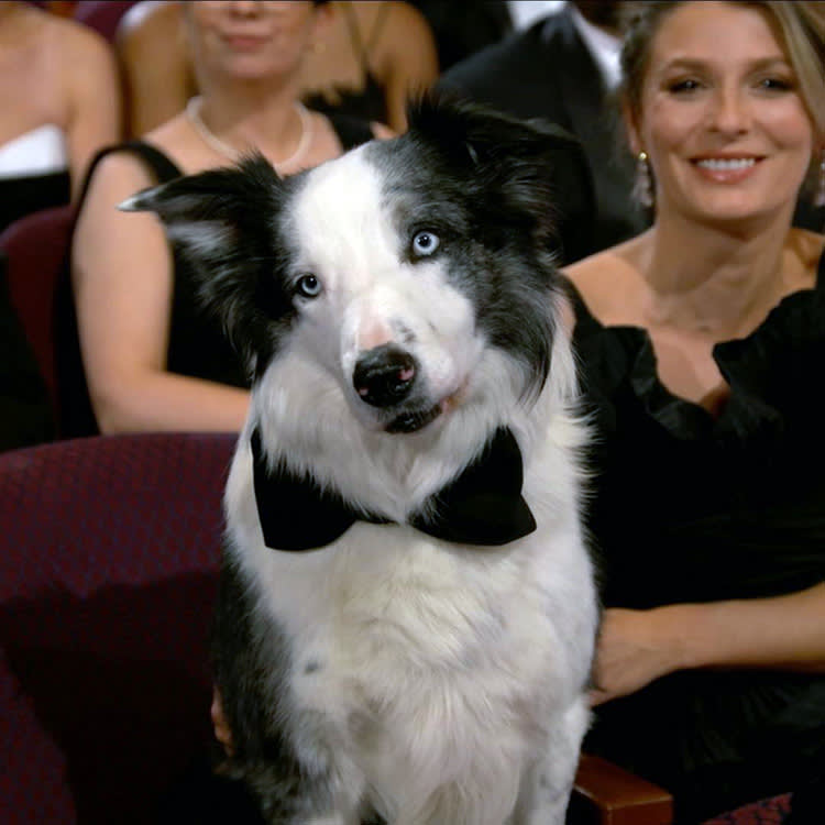 The Best Performance at the 2024 Oscars Came From a Border Collie in a Bowtie