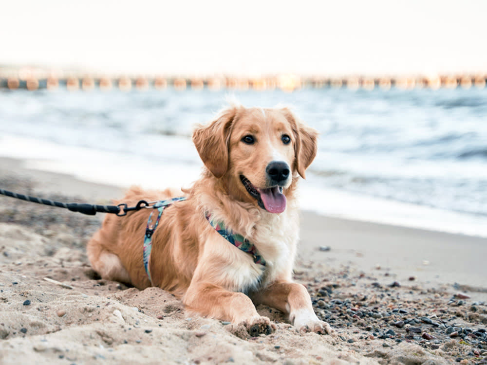 Miami Will Cook Dinner for Your Dog. Just Read the Hotel Fine Print.