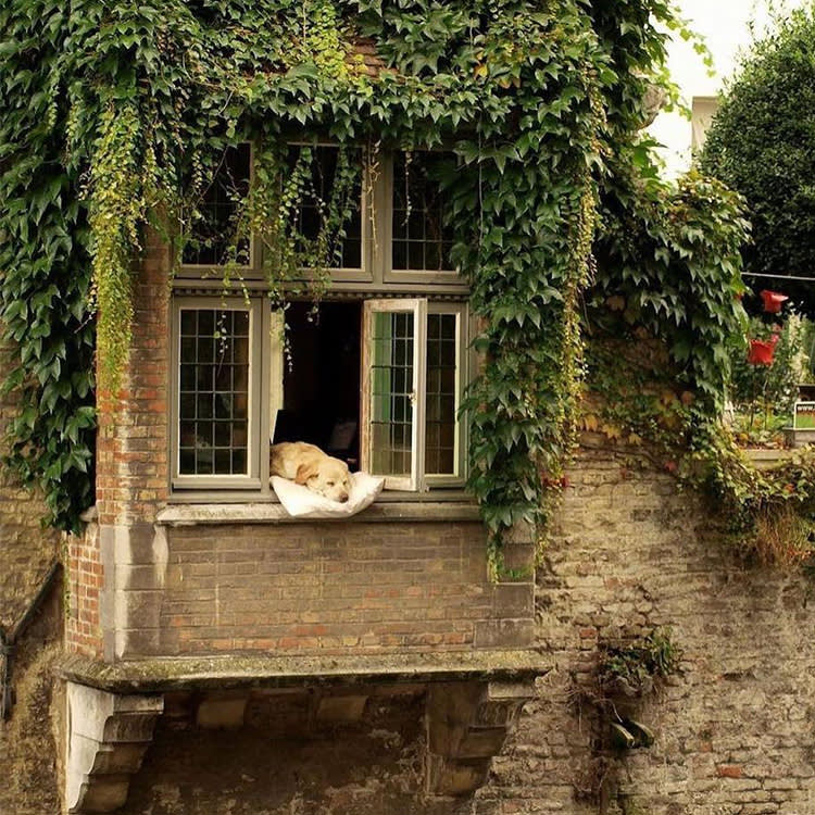 The Internet's Coziest Corner Is Run by One Woman and a Lot of Sheep