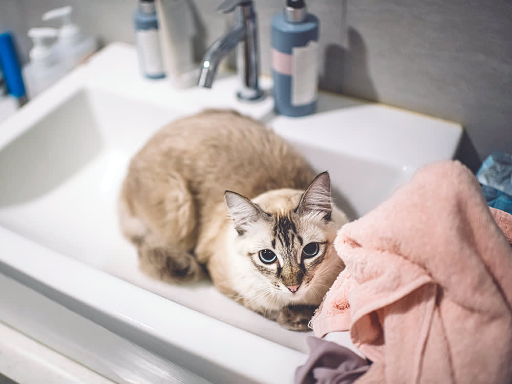 Your Hair Treatment Can Kill Your Cat. The Bottle Isn't the Problem.