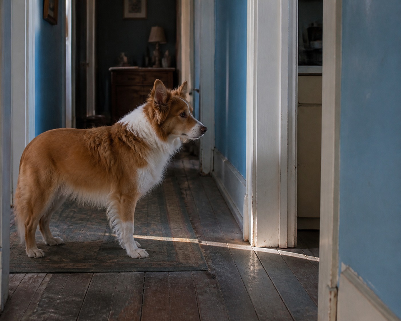 A Dog Is Running for Best Actor. His Movie Actually Earns It.