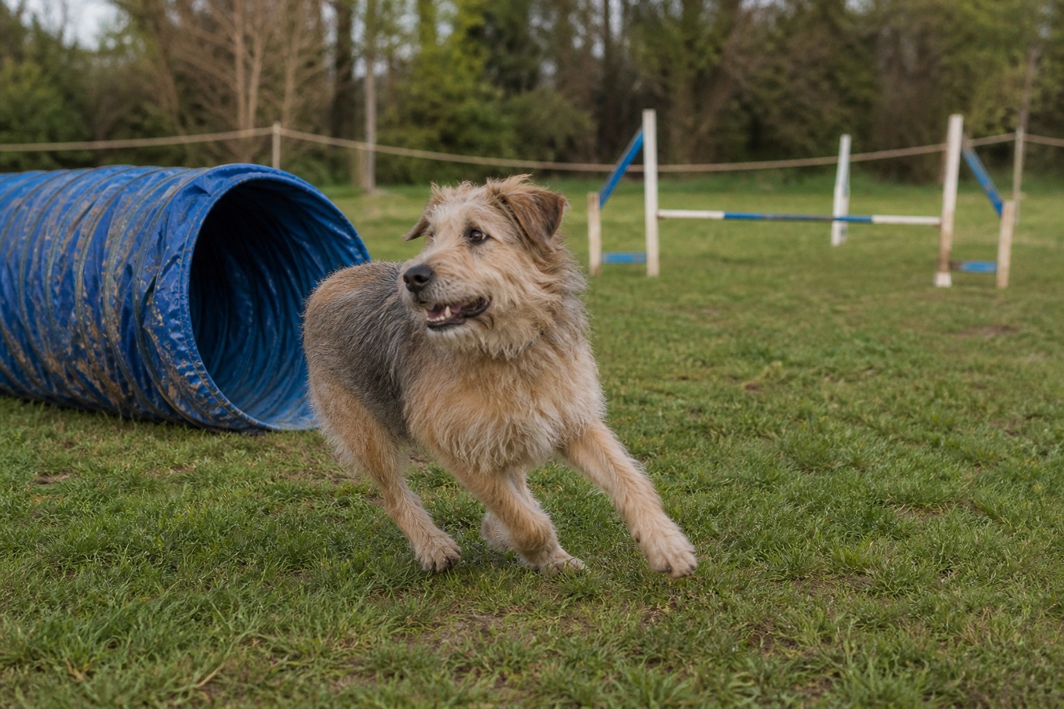 Your Mutt Doesn't Need Papers to Win. These 6 Competitions Prove It.