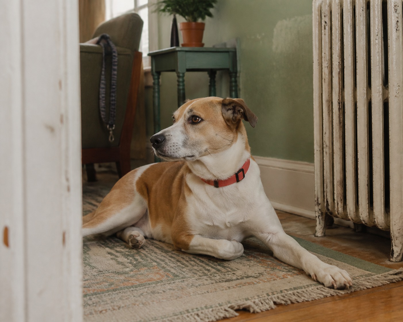 How to Get a Landlord to Say Yes to Your Pet