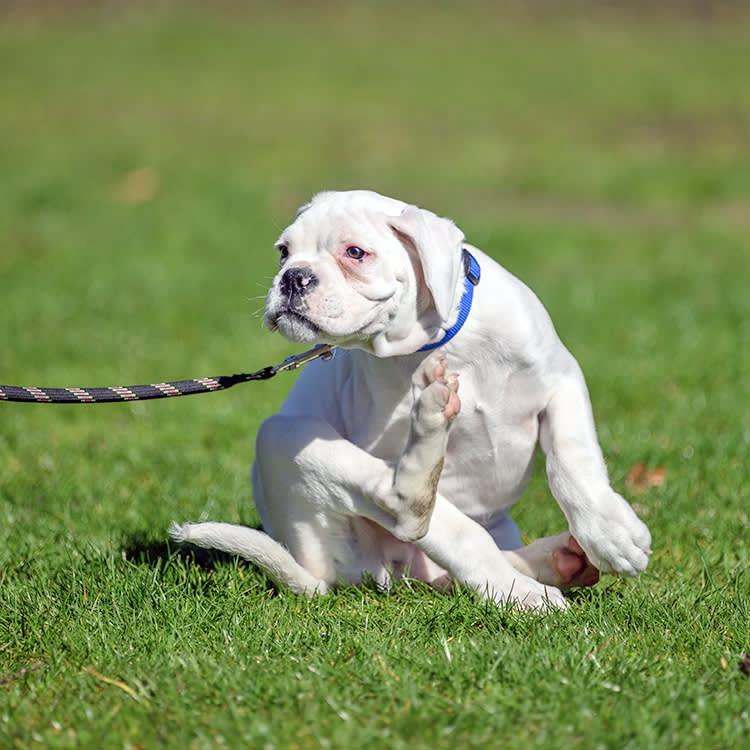 One Mosquito Can Put a Worm in Your Dog's Heart. Here's How to Stop It.