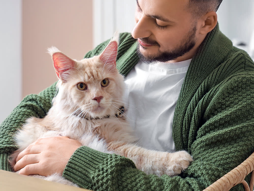 The 8 Cat Breeds Most Likely to Actually Love You Back