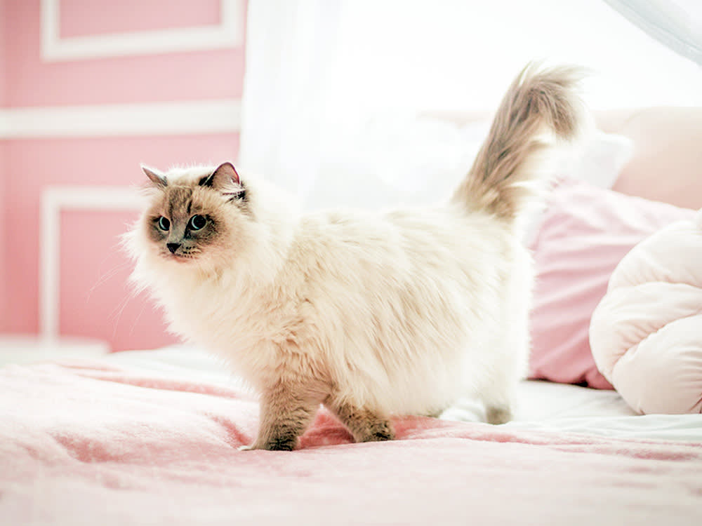 The World's "Most Expensive Cat" Was a Con. Here's What You're Actually Paying For.