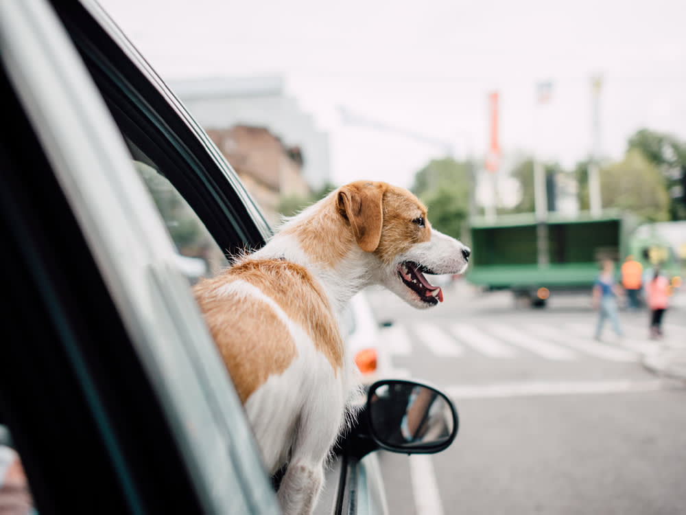 The Two Things That Actually Go Wrong When You Move a Pet Across State Lines