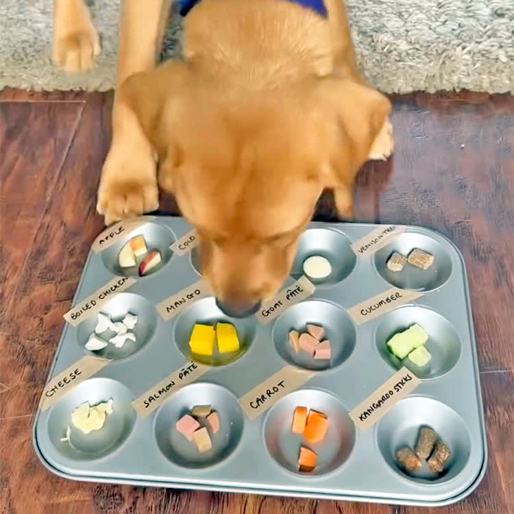 Your Dog Has a Favorite Food. You're Probably Paying Them in Their Fourth.