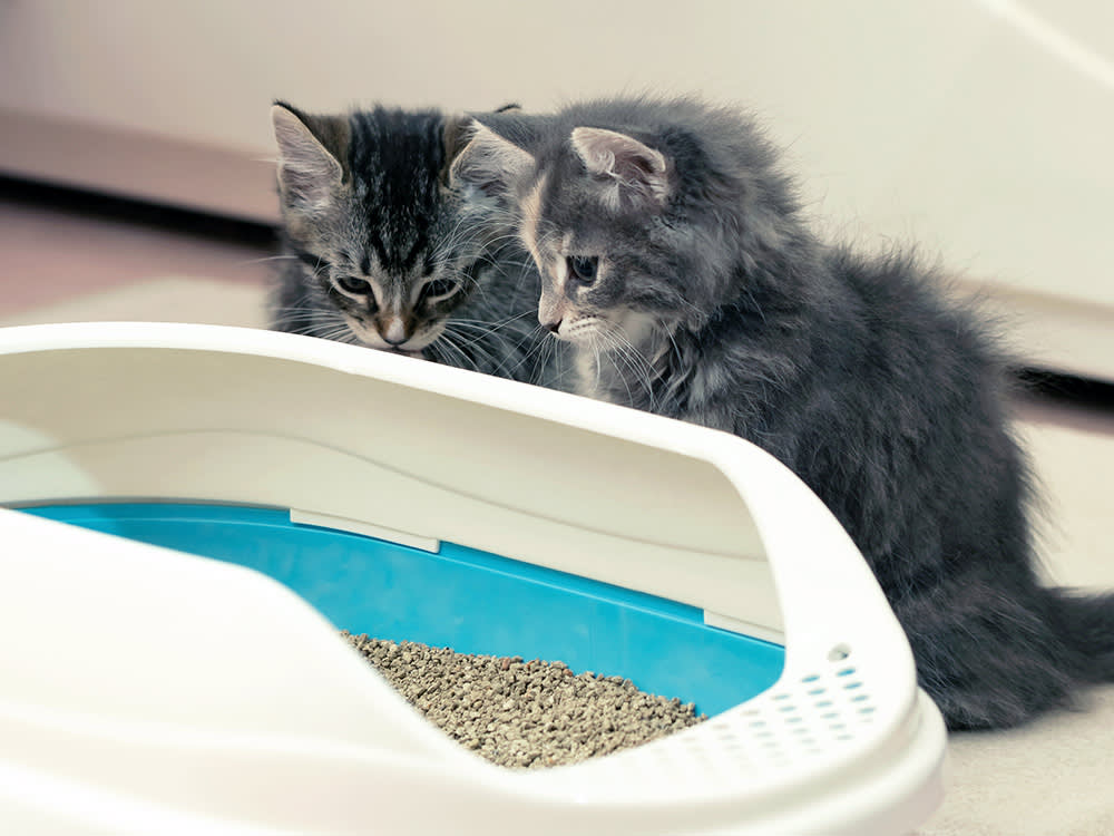 No Box Fixes a Litter Box Problem. Here's What Actually Does.