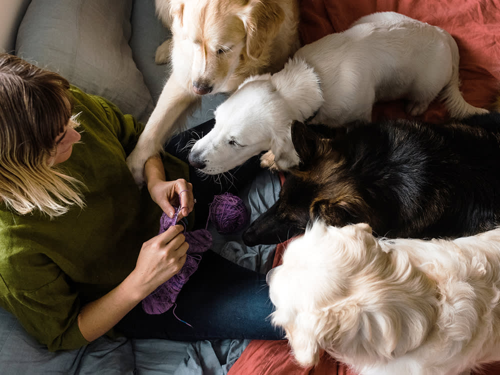 More Dogs Isn't More Chaos, If You Know What Actually Starts the Fights