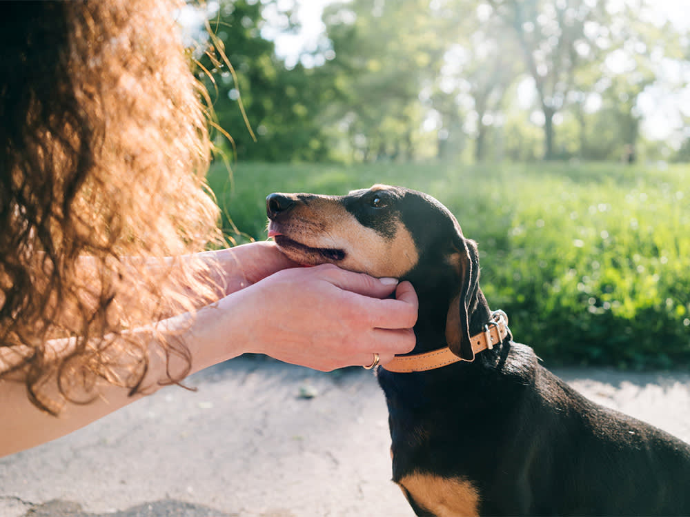 Your Dog's Nose Predicts Their Lifespan. Nobody Wants to Hear It.
