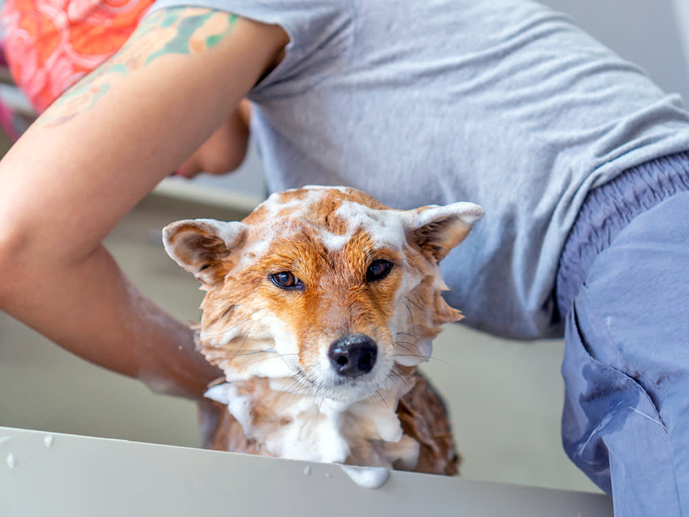 'Natural' Dog Shampoo Isn't a Safety Claim. Nobody Is Checking.