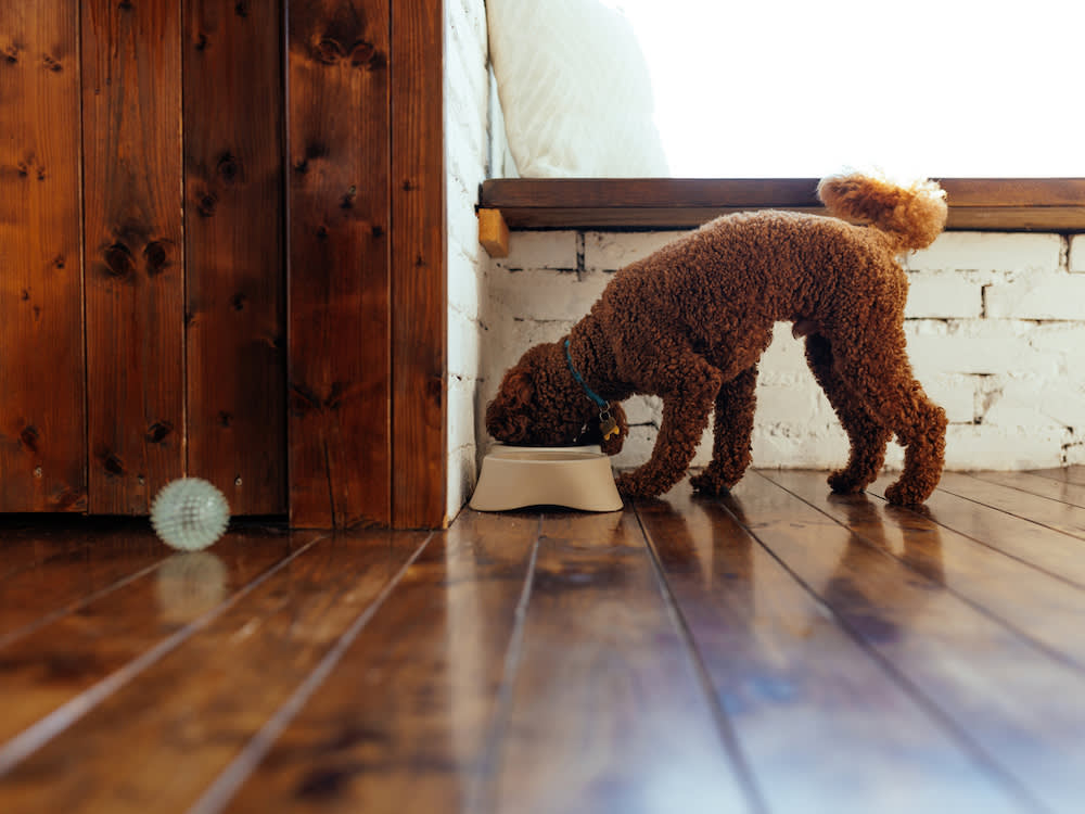 Another Blue Ridge Beef Recall: Why This Keeps Happening to Raw-Fed Puppies