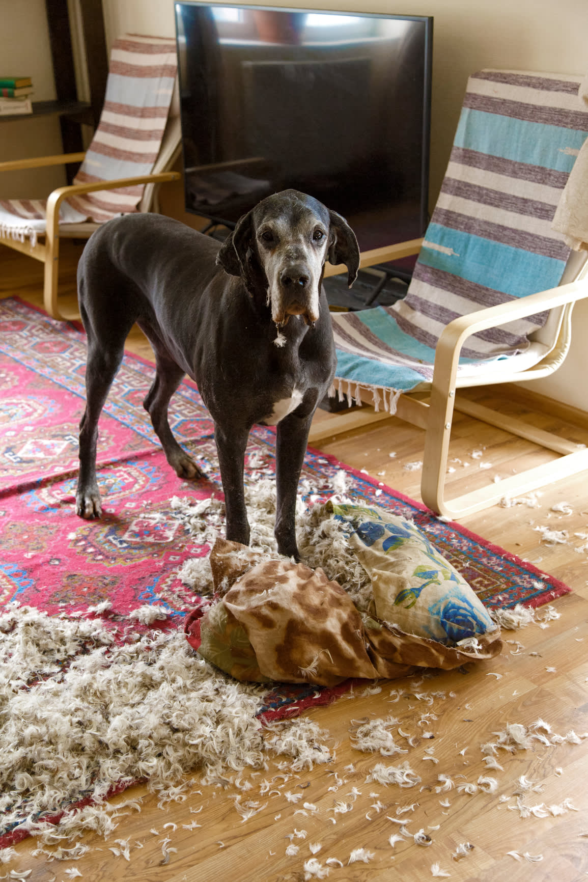 Almost Every Dog Has a 'Behavior Problem.' That's the Good News.