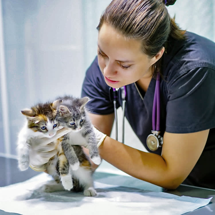 Waiting Until Six Months to Neuter Your Kitten Is Outdated Advice