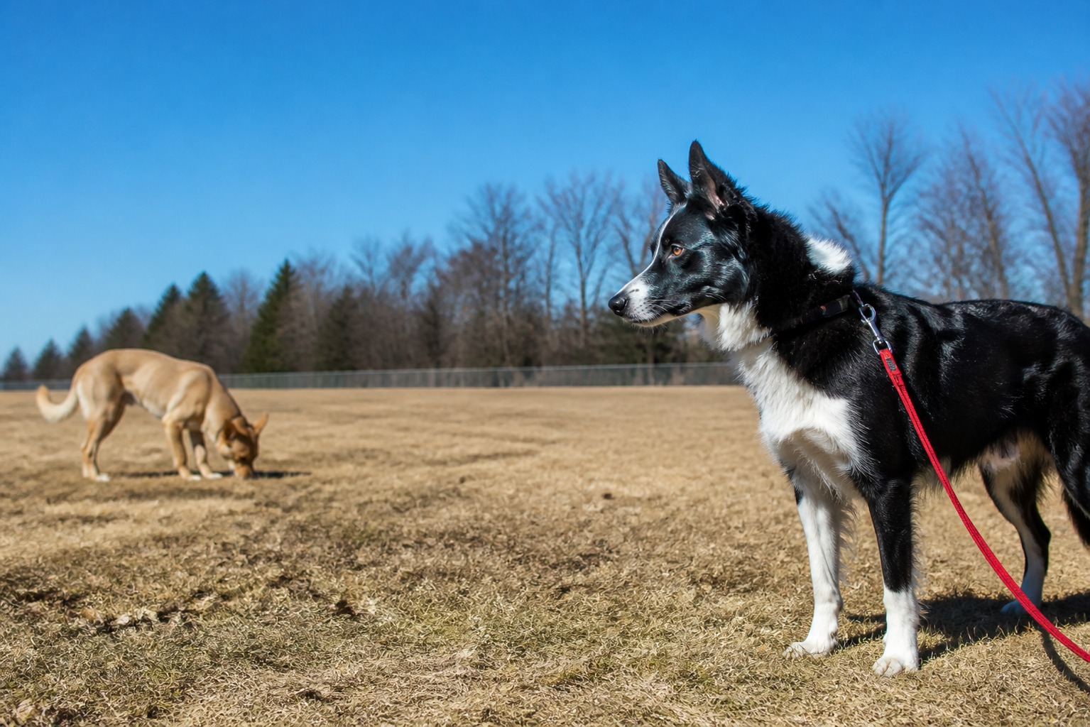 Your Dog Doesn't Hate Intact Dogs. He Hates Being Surprised.