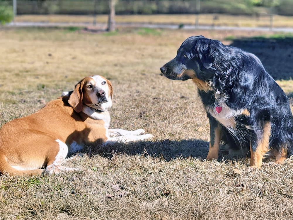 Your Dog Doesn't Hate Intact Dogs. He Hates Being Surprised.