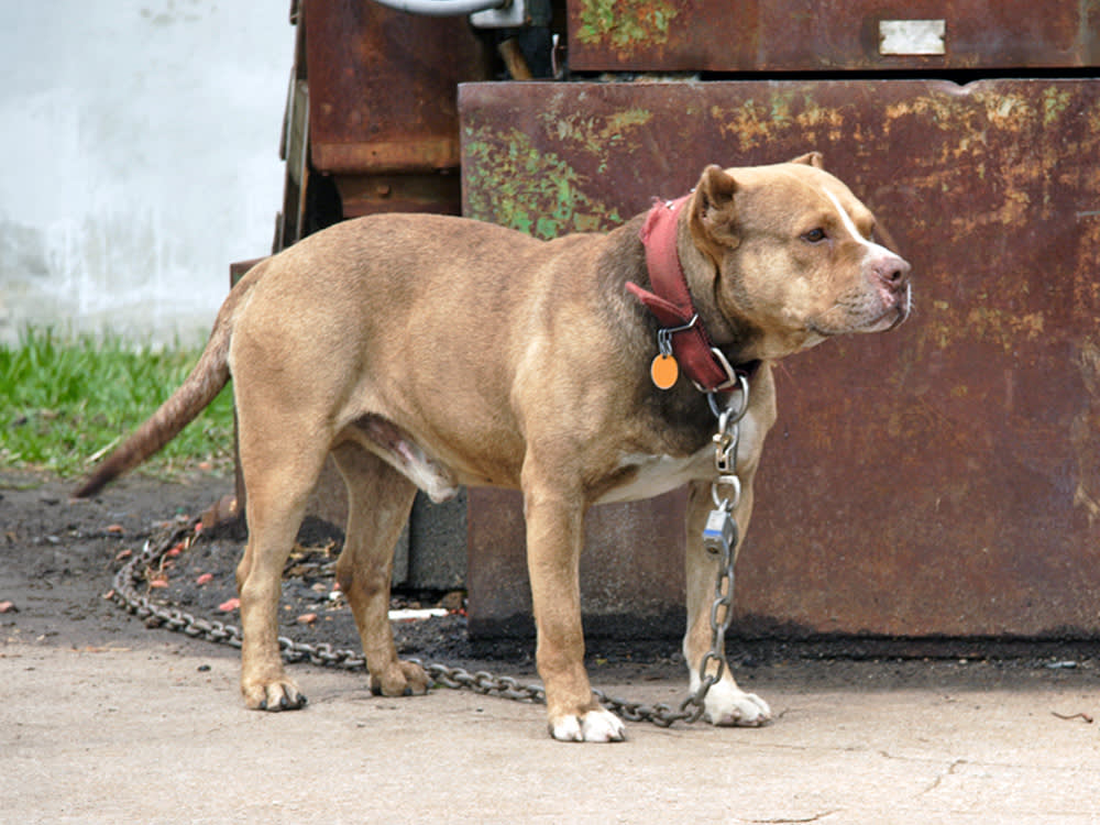 190 Dogs, One Man: The Largest Federal Dogfighting Seizure Ever Ends in Conviction