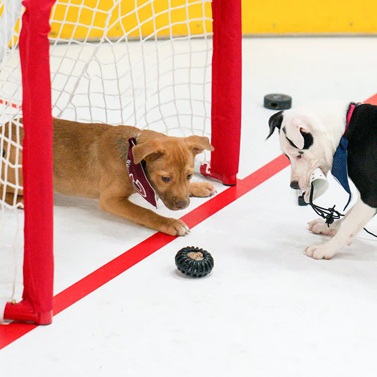 The NHL Built a Puppy Bowl, and Every Dog on the Ice Needed a Home