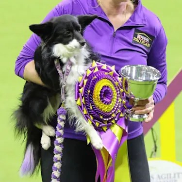 A Shelter-Style Mutt Just Topped a 350-Dog Field at Westminster. Meet Nimble.