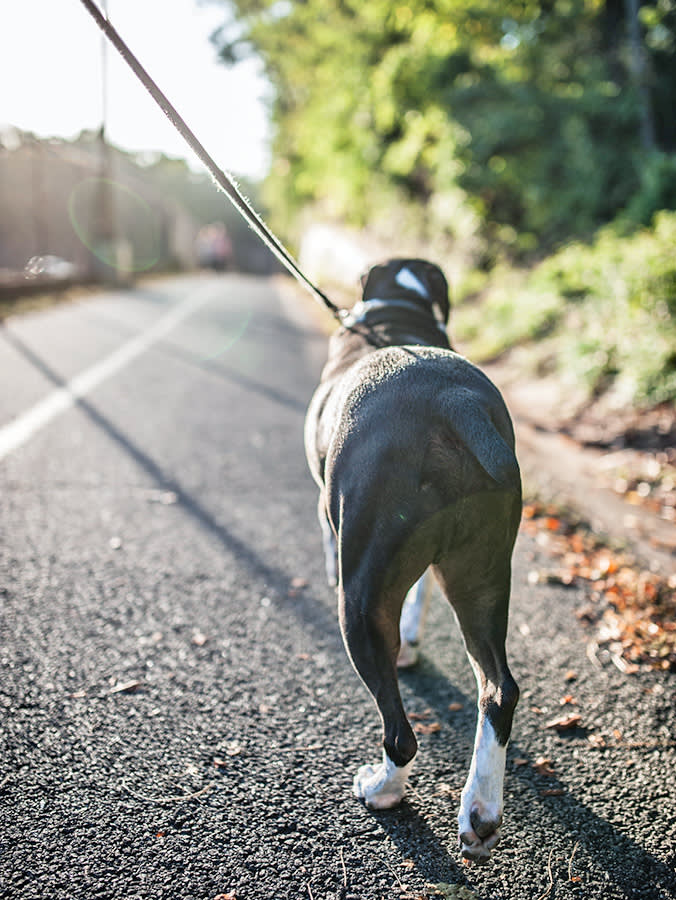In NYC, Hitting a Dog With Your Car Can Cost Less Than an Illegal U-Turn