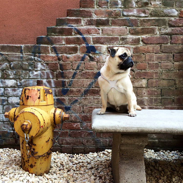 New York's Hottest Club Is a $795 Dog Run