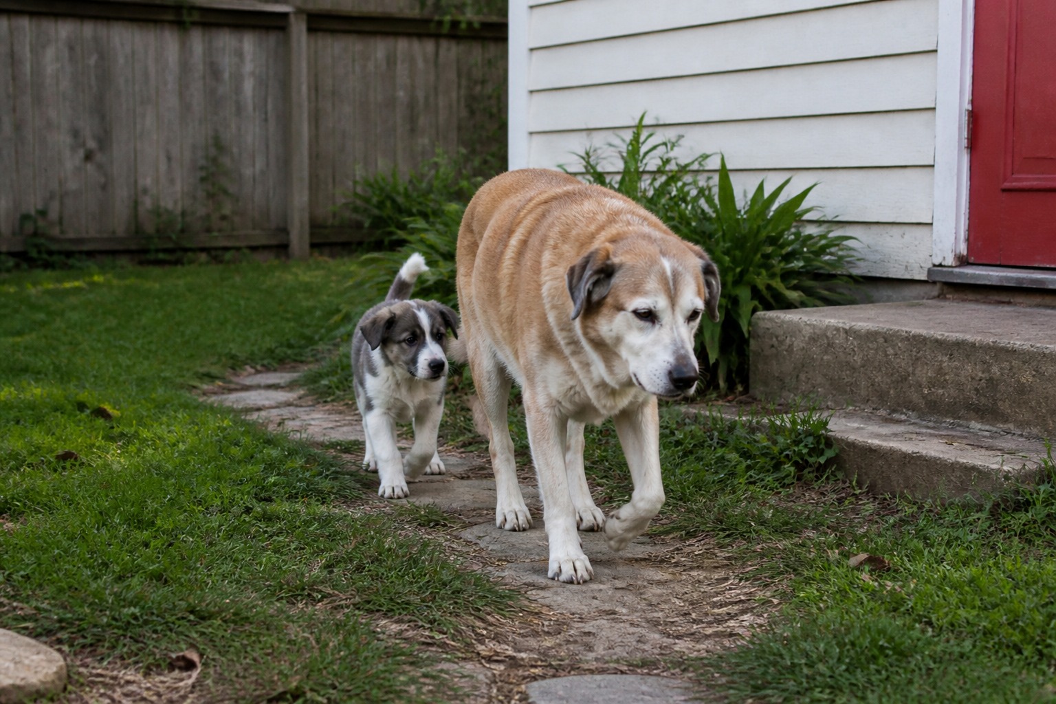 The Best Trainer for Your New Puppy Might Already Live in Your House