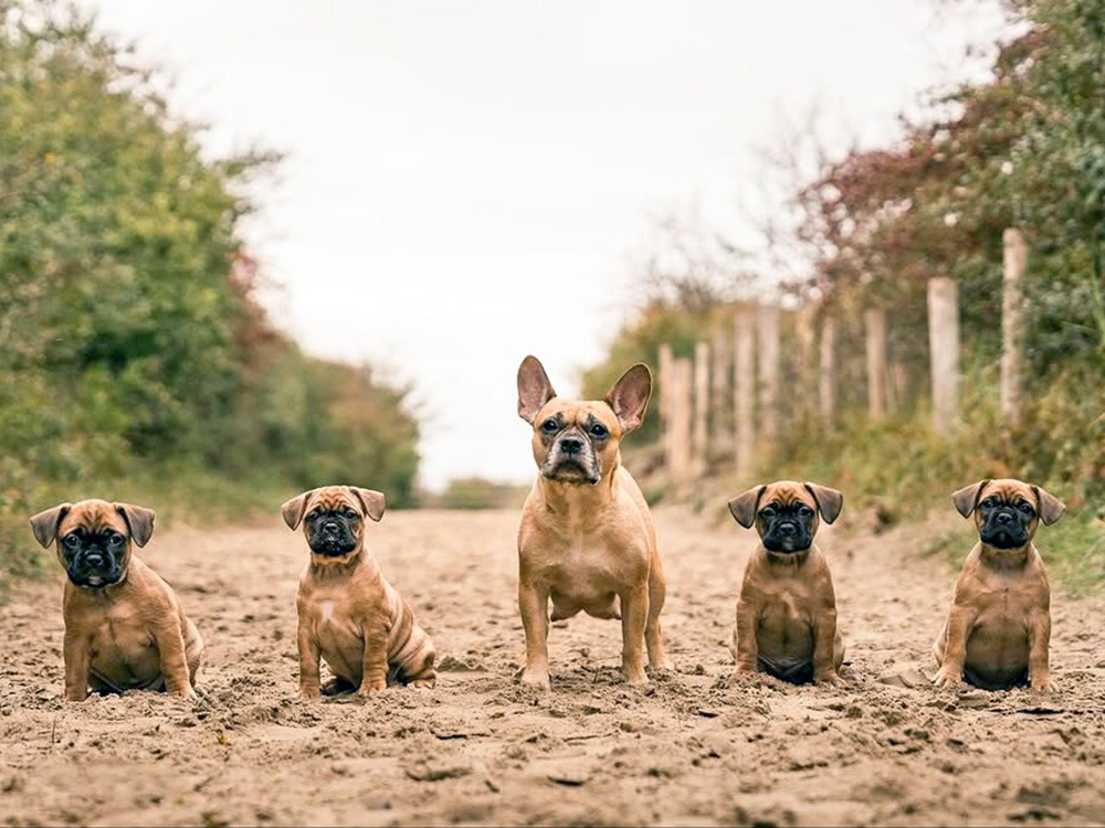 How to Tell If a French Bulldog Can Actually Breathe Before You Fall in Love