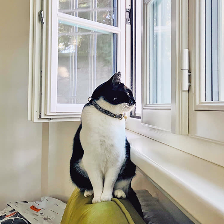 The Best Thing in Your Cat's Life Is Also the Most Dangerous