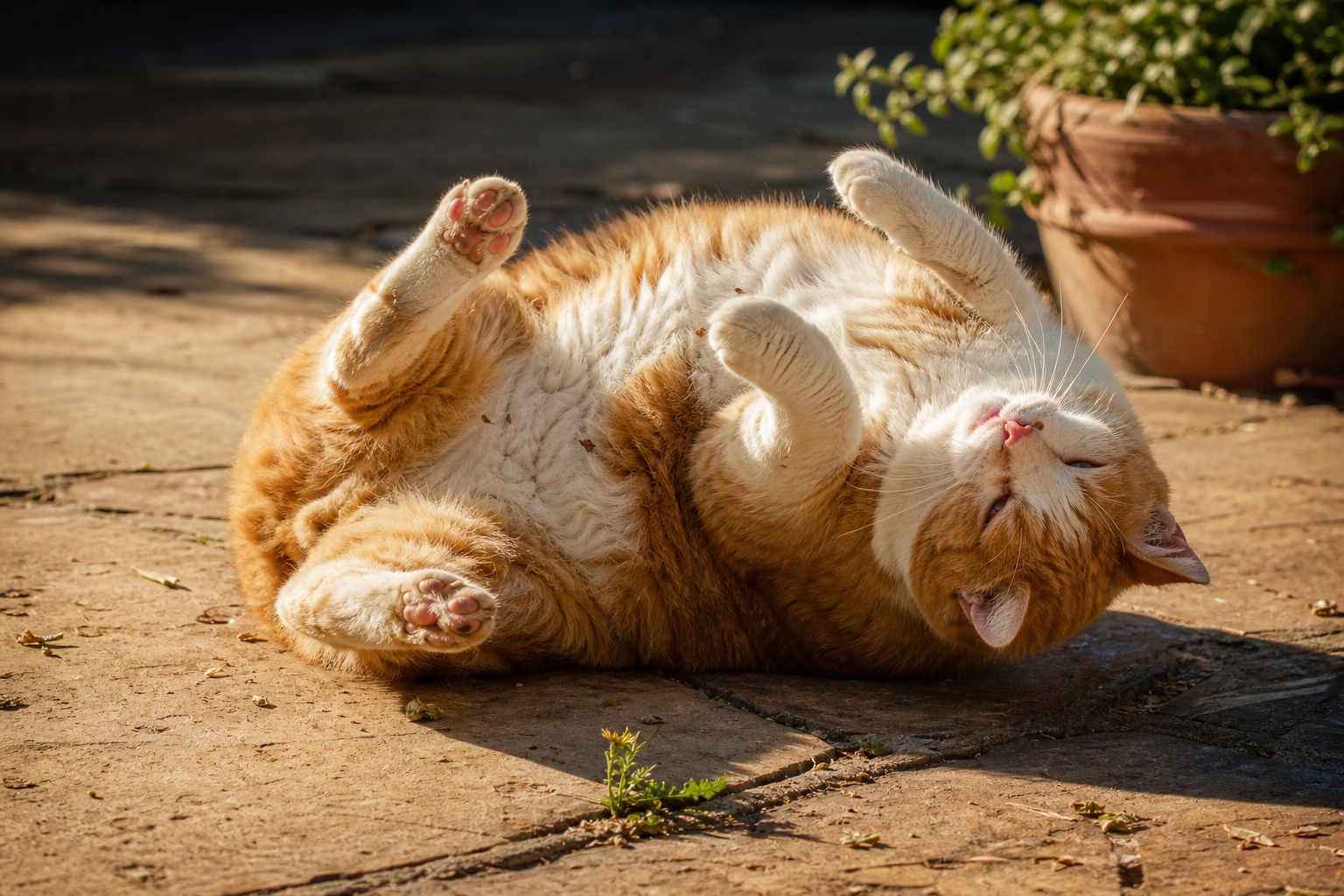 That Exposed Belly Is Not an Invitation. It's a Chemical Weapon.