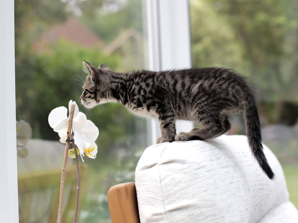 Your Orchid Is Safe for Cats. What's Next to It Might Not Be.