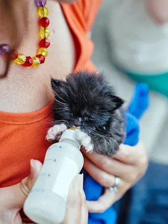 A Kitten Landed in Your Lap and Can't Eat on Its Own. Here's the Playbook.