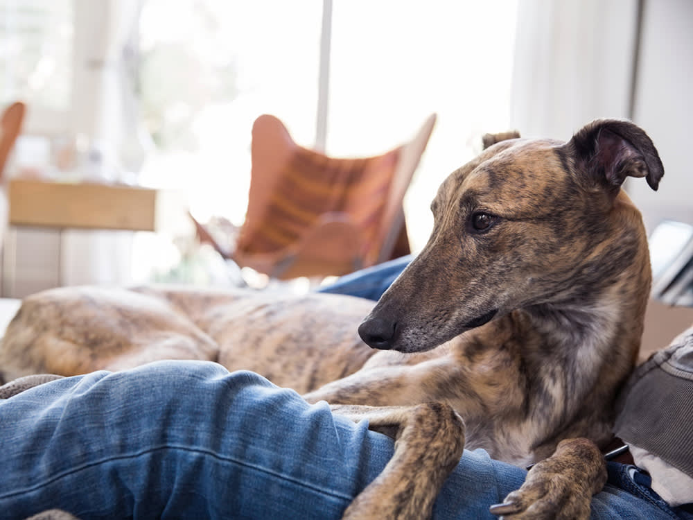 Bone Cancer in Big Dogs: Don't Wait Out the Limp