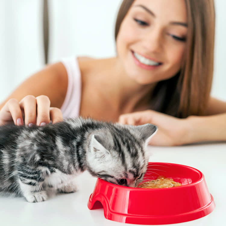 The Kitten Feeding Rule Flips at 16 Weeks