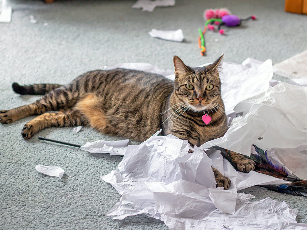 Paper Is the Best Cat Toy in Your House. It's Also a Trap.