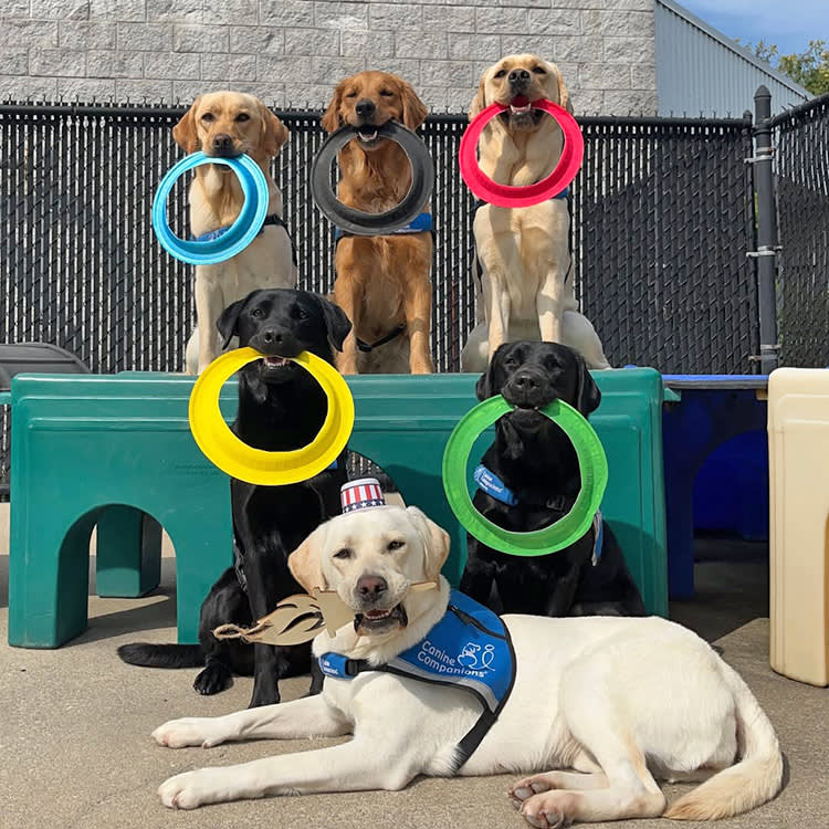 Six Dogs Went to the Paralympics. Not One of Them Is a Mascot.
