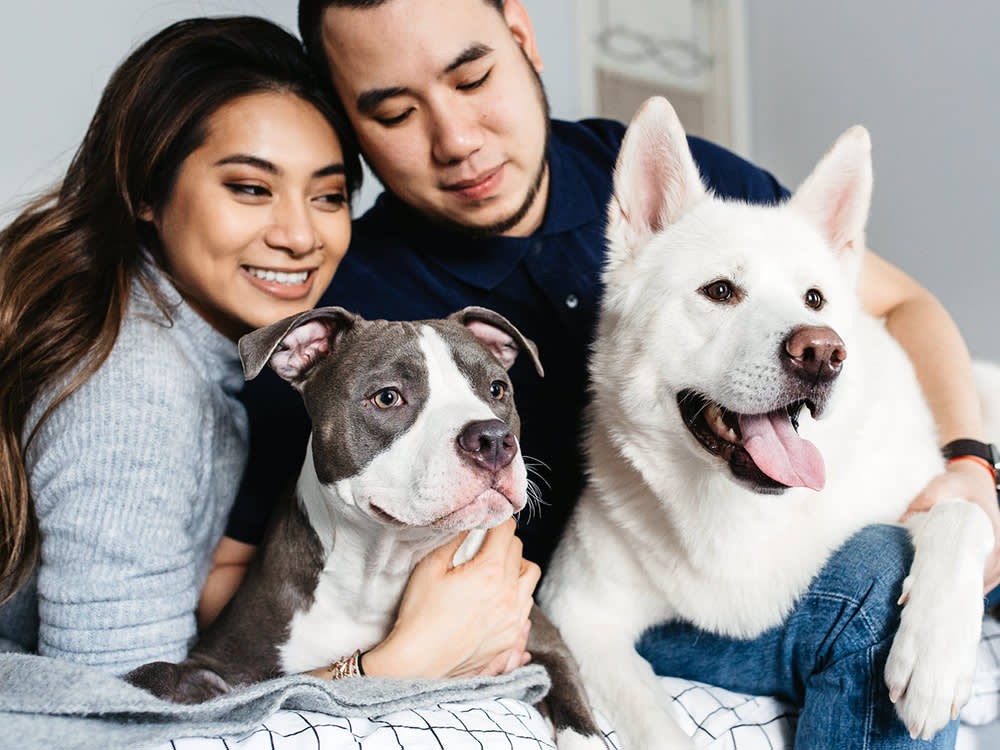 You Want a Lapdog, Your Partner Wants a Mount. The Dog You Fight Over Is Rarely the One You Get