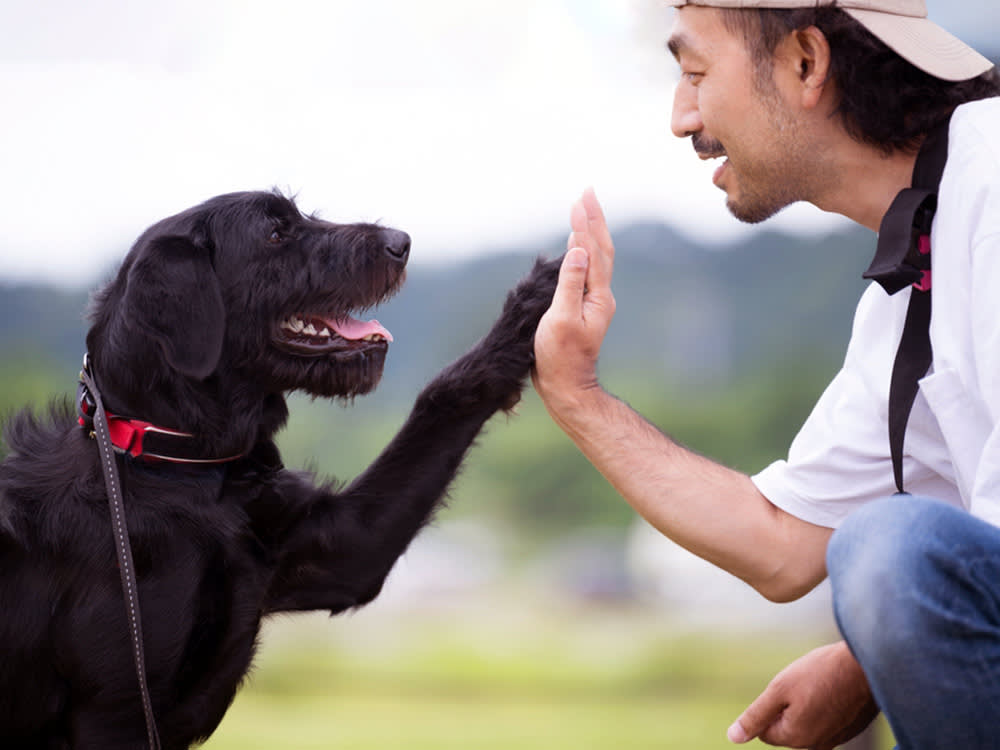 The Best Training Tool You Own Isn't Treats. It's Patience.