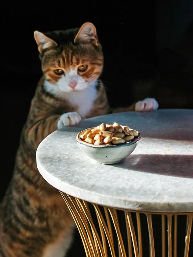 Peanuts Won't Poison Your Cat. They're Also Close to Pointless, and Come With Four Real Risks