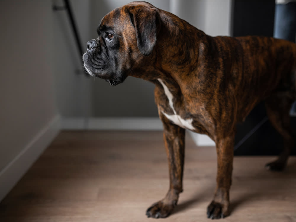 The One-Hour Film That Blew Up the Dog-Show World