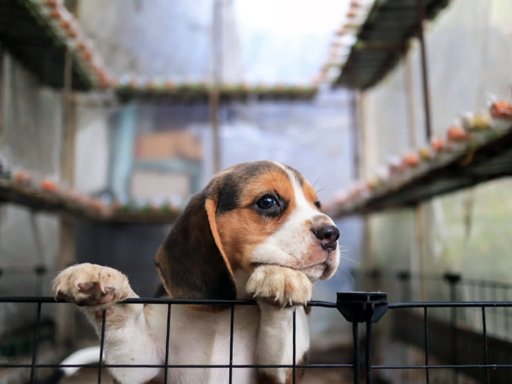The Pentagon Spent $1 Million Testing Drugs on Beagles. Congress Just Cut It Off.
