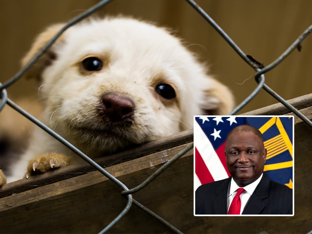 He Ran the Pentagon's Networks and a Dogfighting Ring. He Got 18 Months.