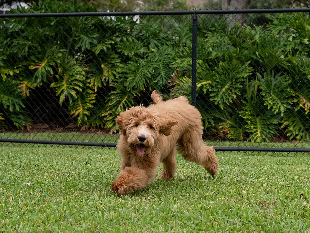 The Most Dangerous Thing in Your Yard Might Be the Lawn Itself