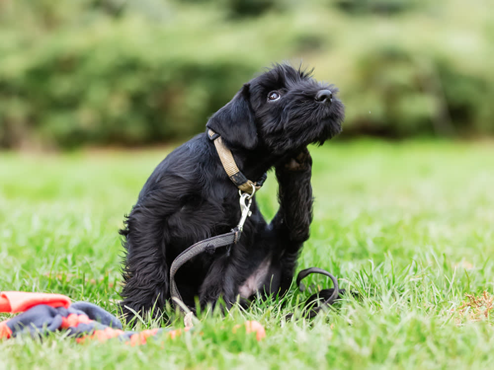 Your Pet's Allergy Season Doesn't Look Like Yours